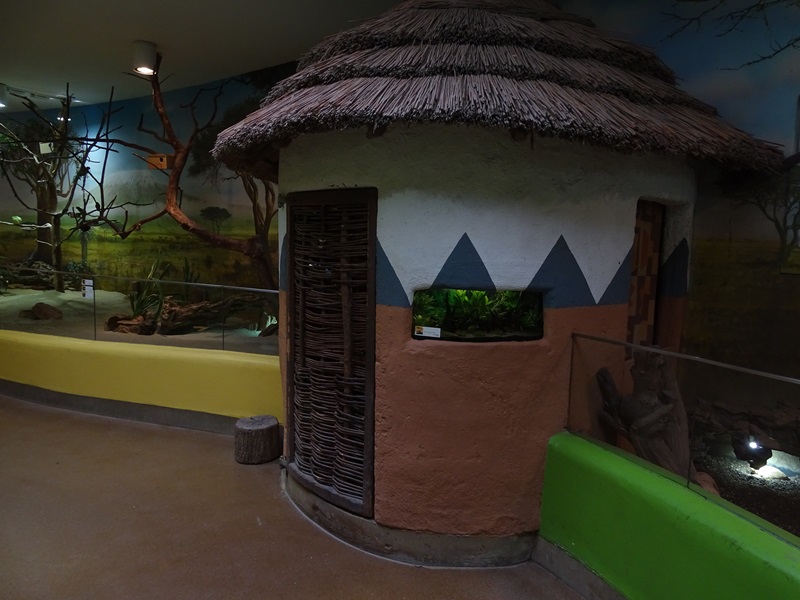 Lion House: Shrimp aquarium with elephant shrew enclosure behind it