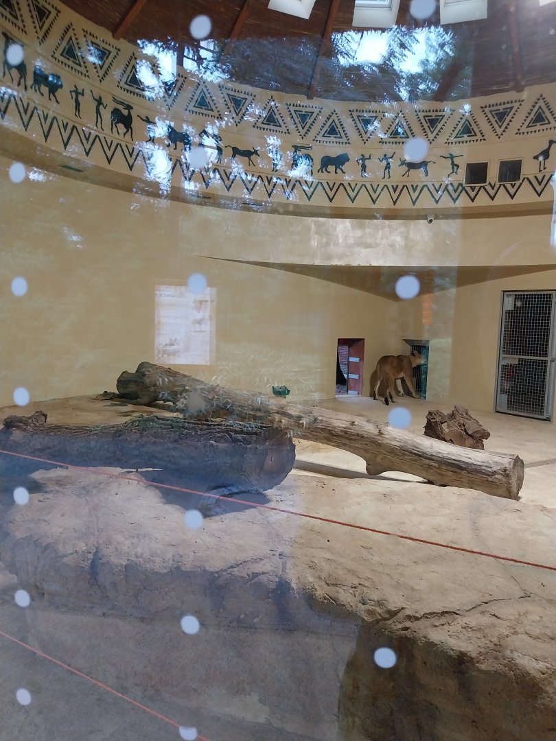 Lion House - Southern lion (Panthera leo melanochaita)