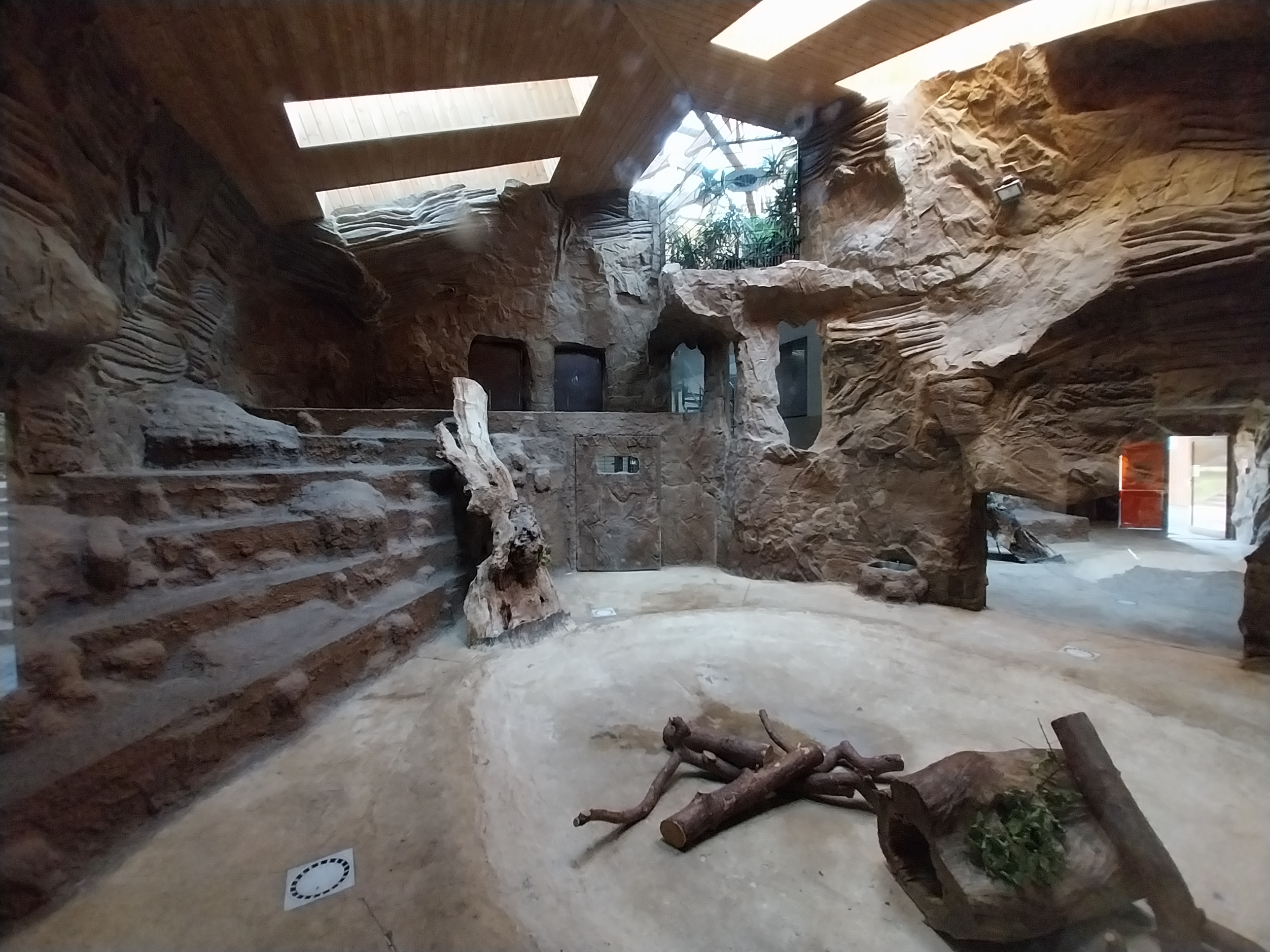 Lion House - Southwest African Lion (Panthera leo bleyenberghi) - Enclosure 1