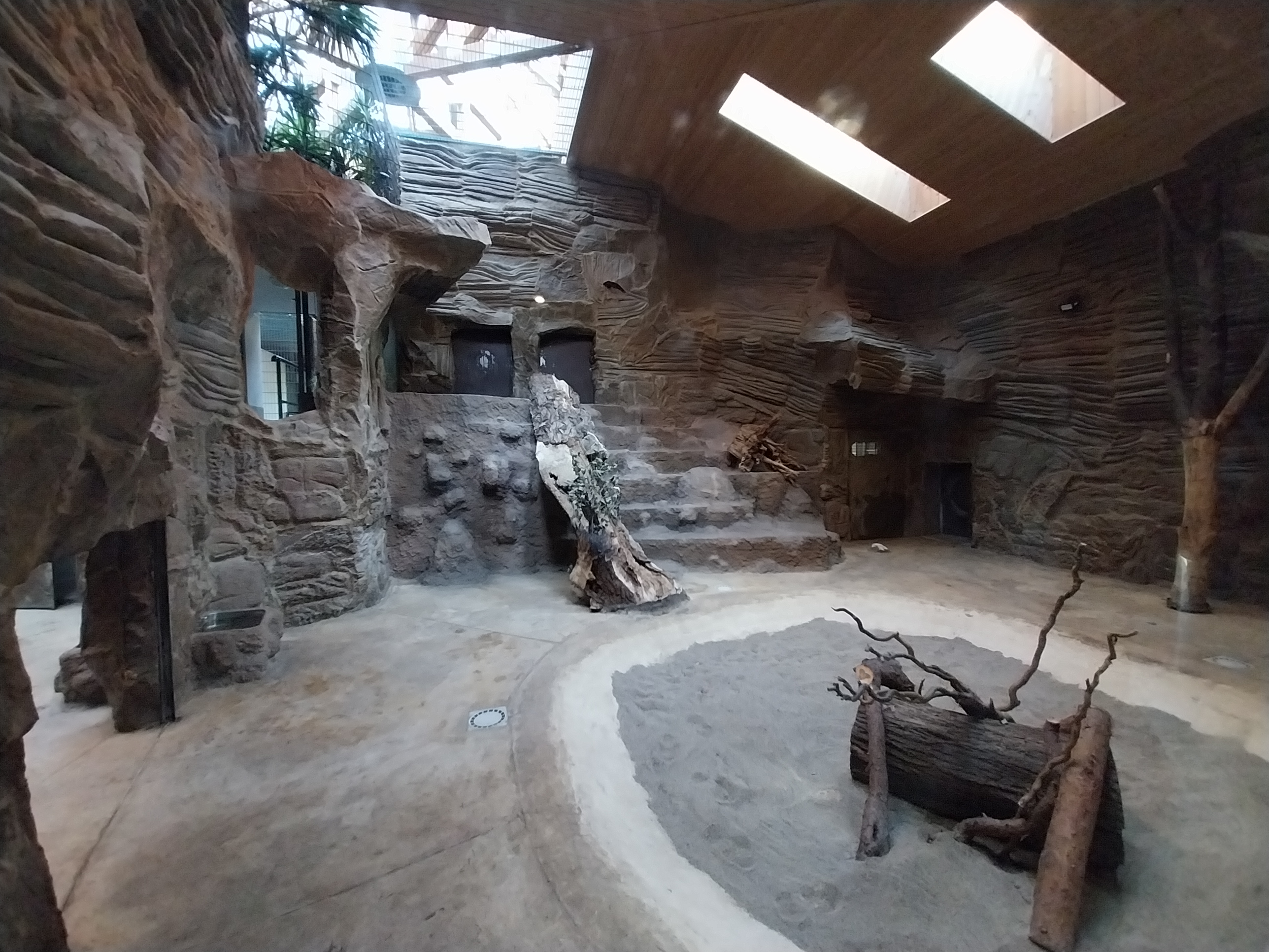 Lion House - Southwest African Lion (Panthera leo bleyenberghi) - Enclosure 2