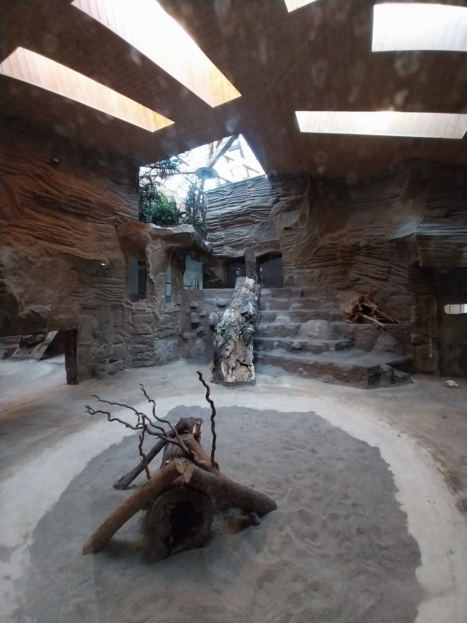 Lion House - Southwest African Lion (Panthera leo bleyenberghi) - Enclosure 2