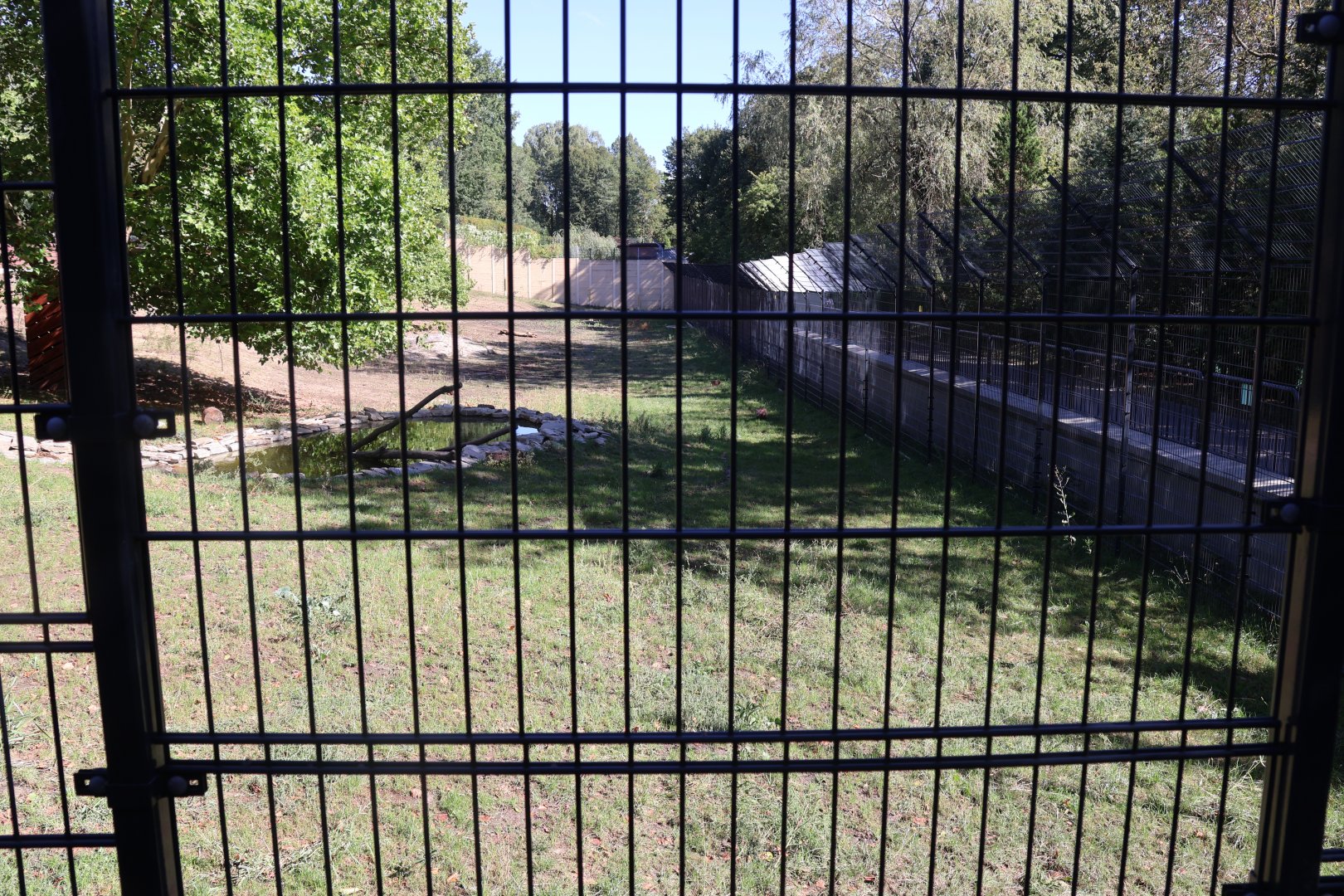 Lion House - Southwest African Lion (Panthera leo bleyenberghi)