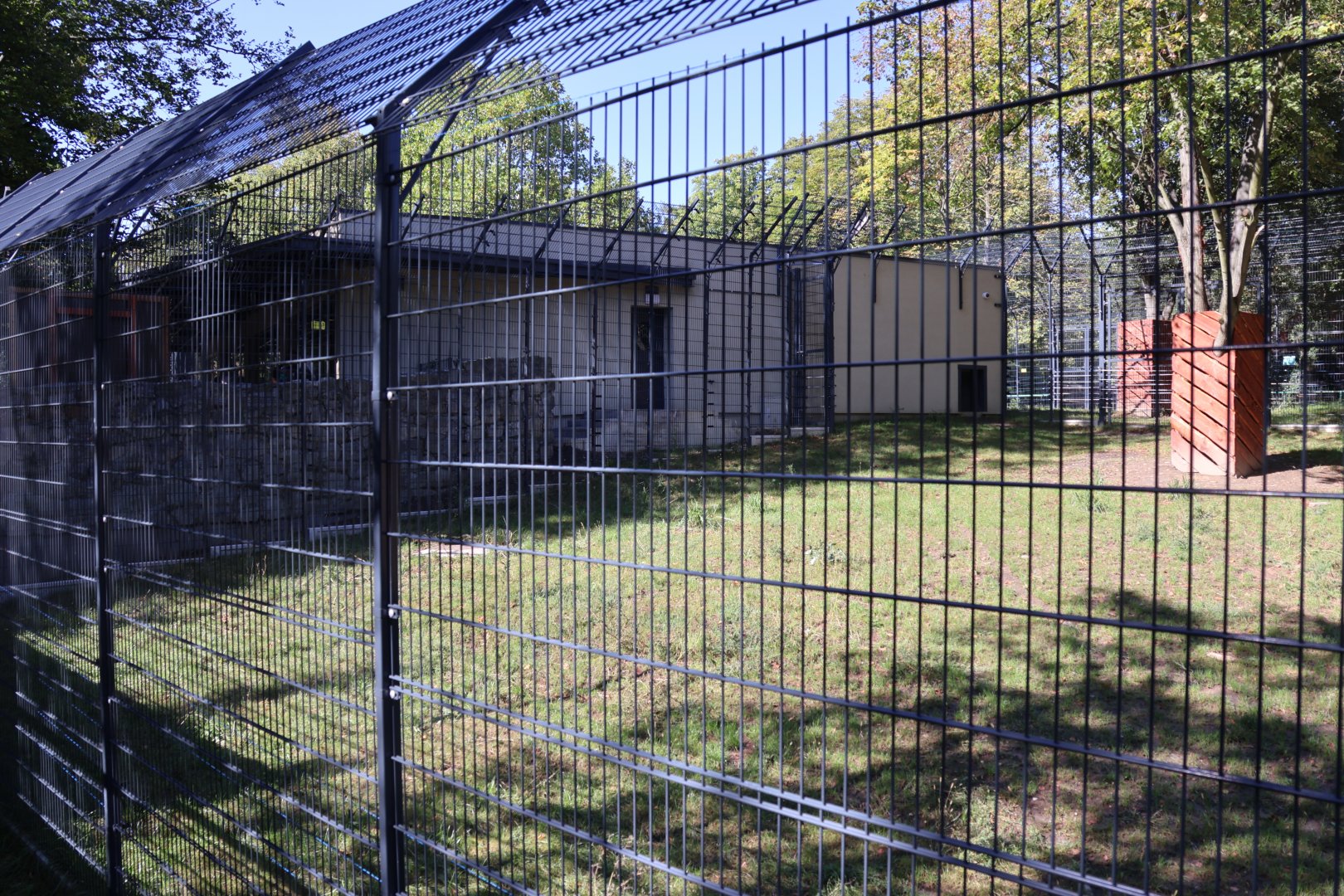 Lion House - Southwest African Lion (Panthera leo bleyenberghi)