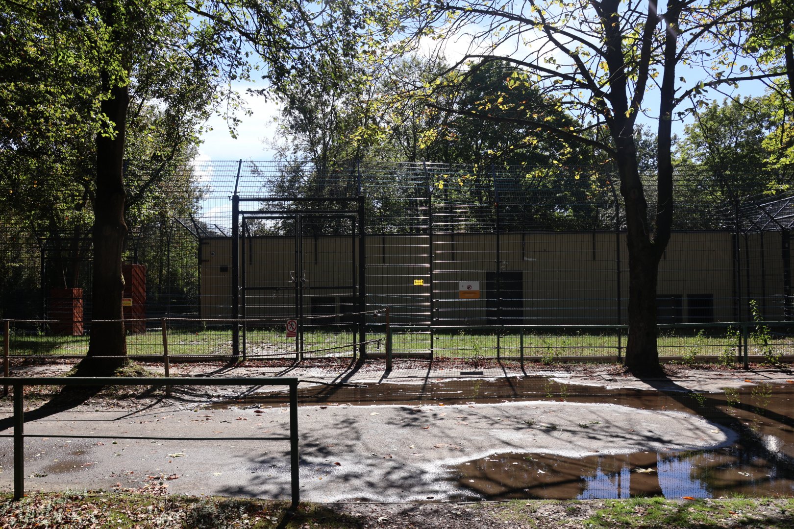 Lion House - Southwest African Lion (Panthera leo bleyenberghi)