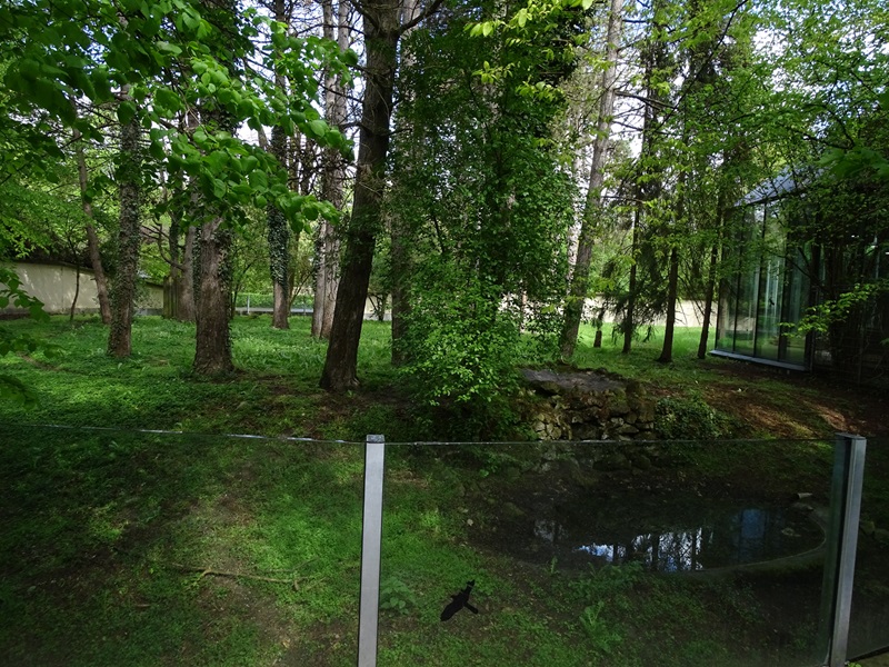 Lion House: Striped heyna outdoor enclosure