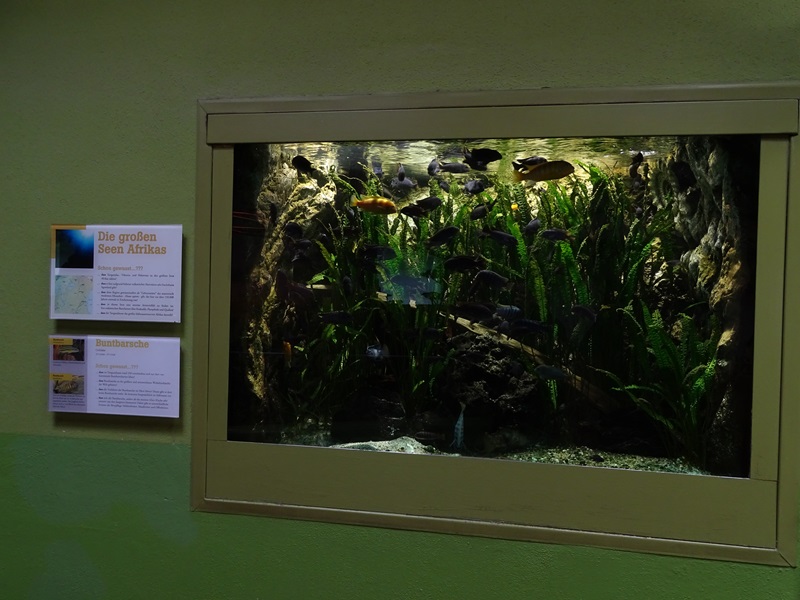 Lion House: Tank for African cichlids