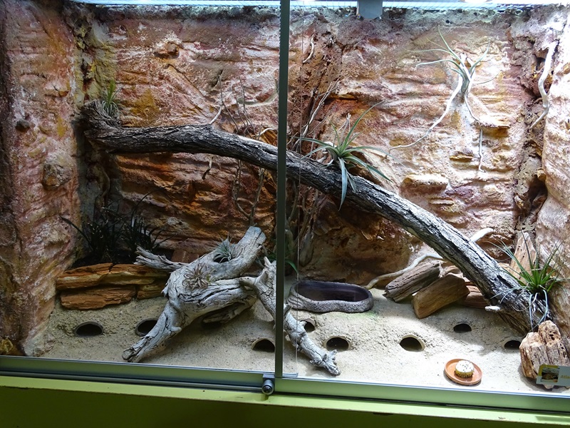 Lion House: Terrarium for Brongersma's toad