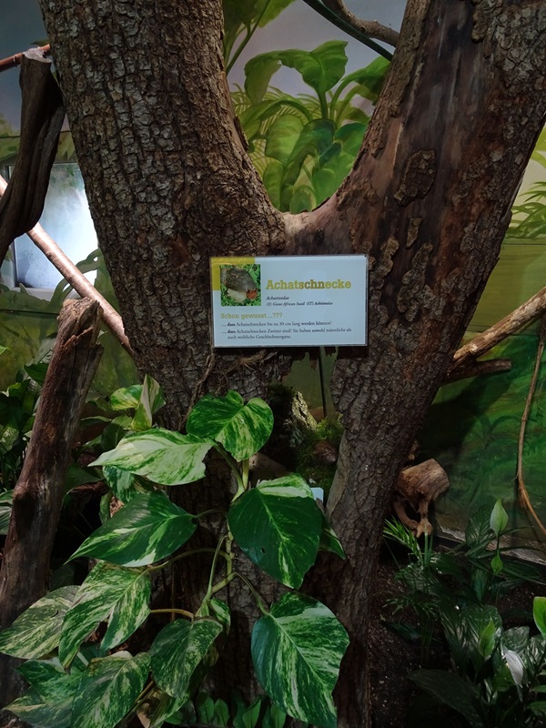 Lion House: Terrarium for giant land snails