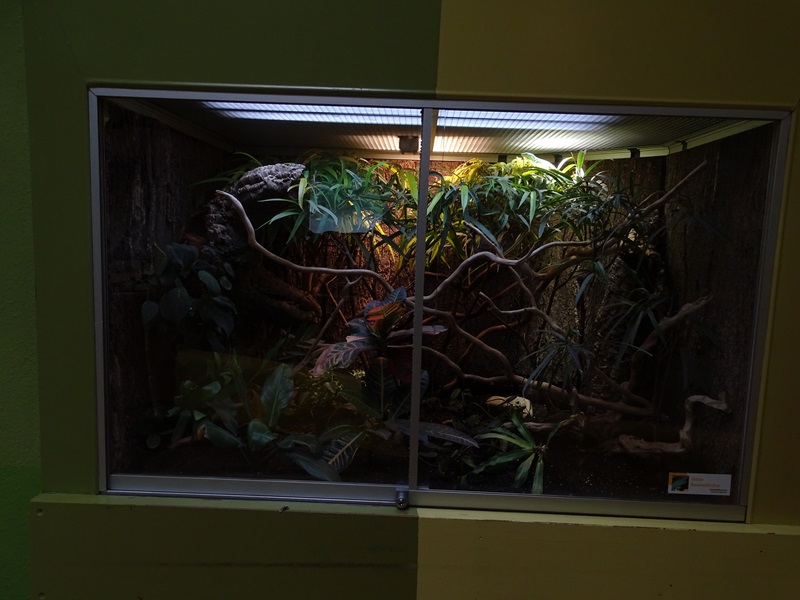 Lion House: Terrarium for green keel-bellied lizard