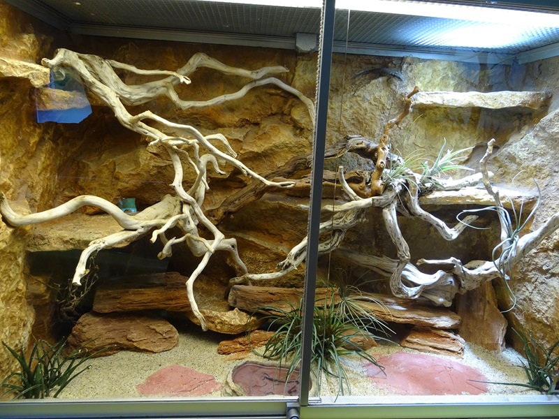 Lion House: Terrarium for tropical girdled lizard