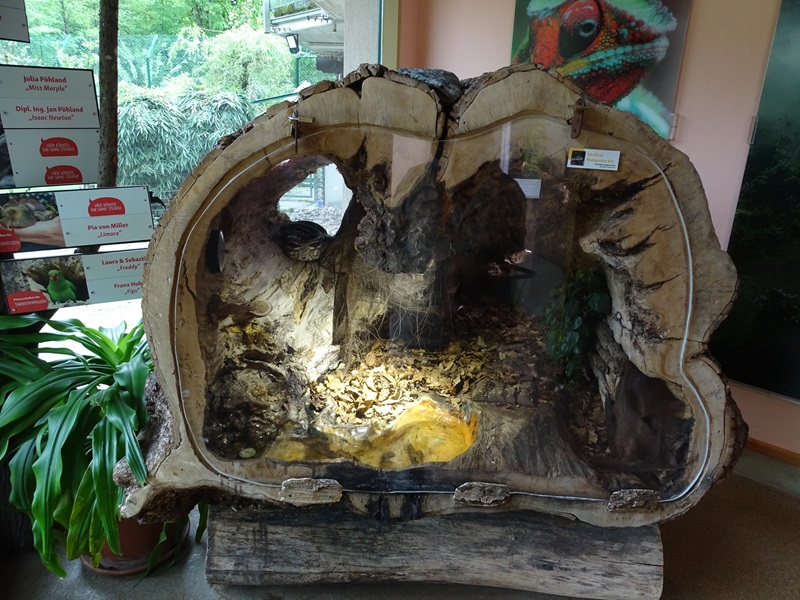 Lion House: Tree trunk terrarium for Madagascar ground boa