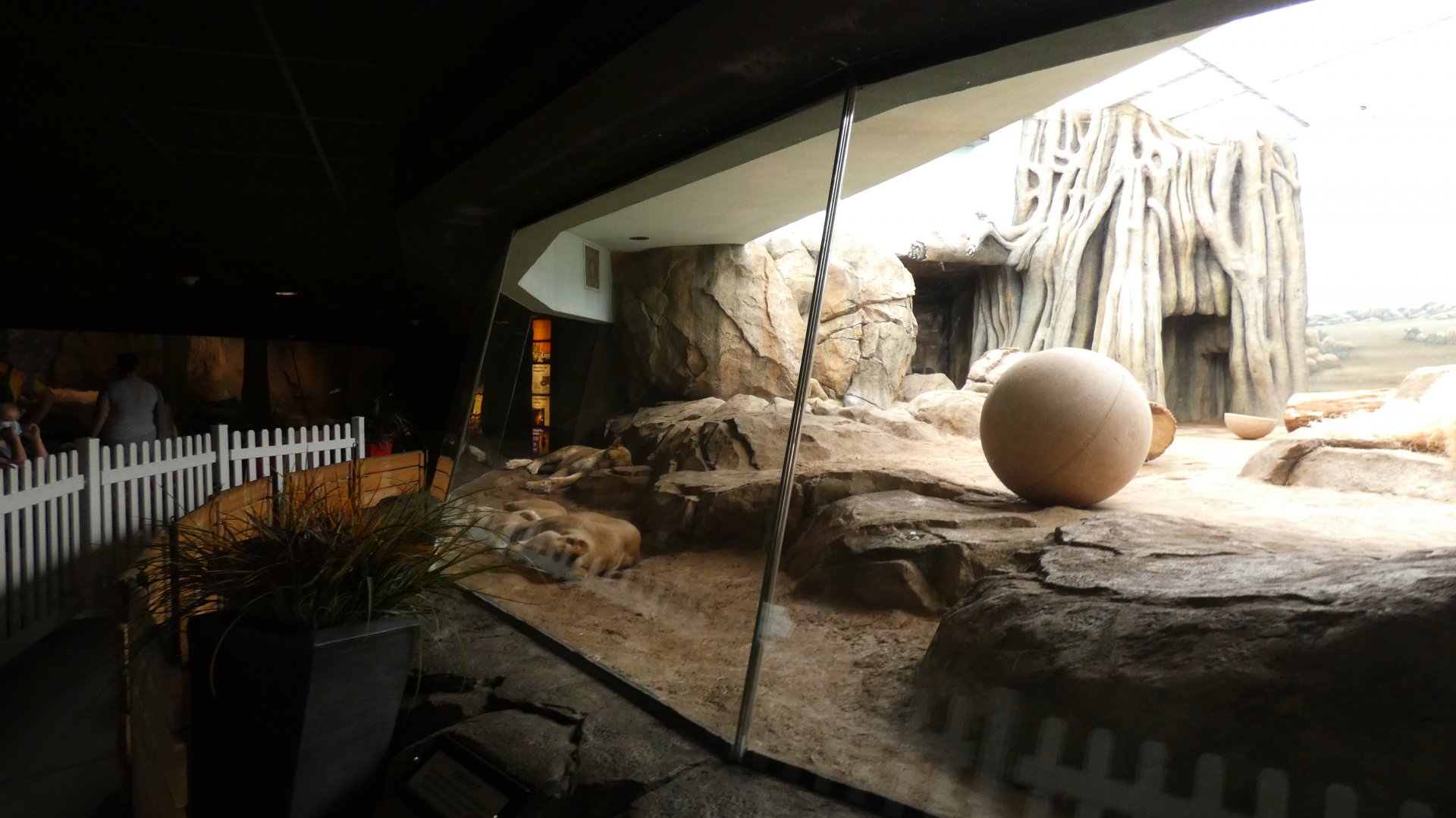 Lion/Hyena Indoor Exhibit, Big Cat Country - Aug. 2021