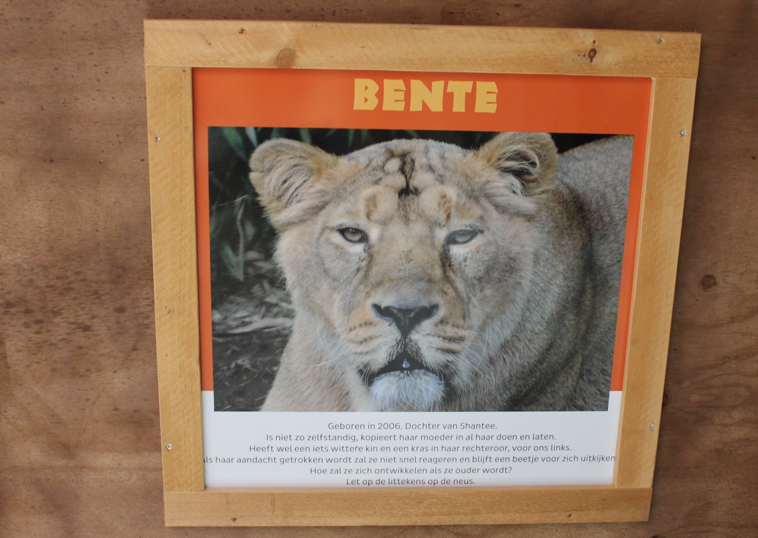 Lion ID-sign