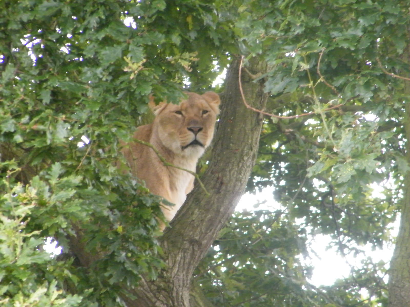 lion in a tree