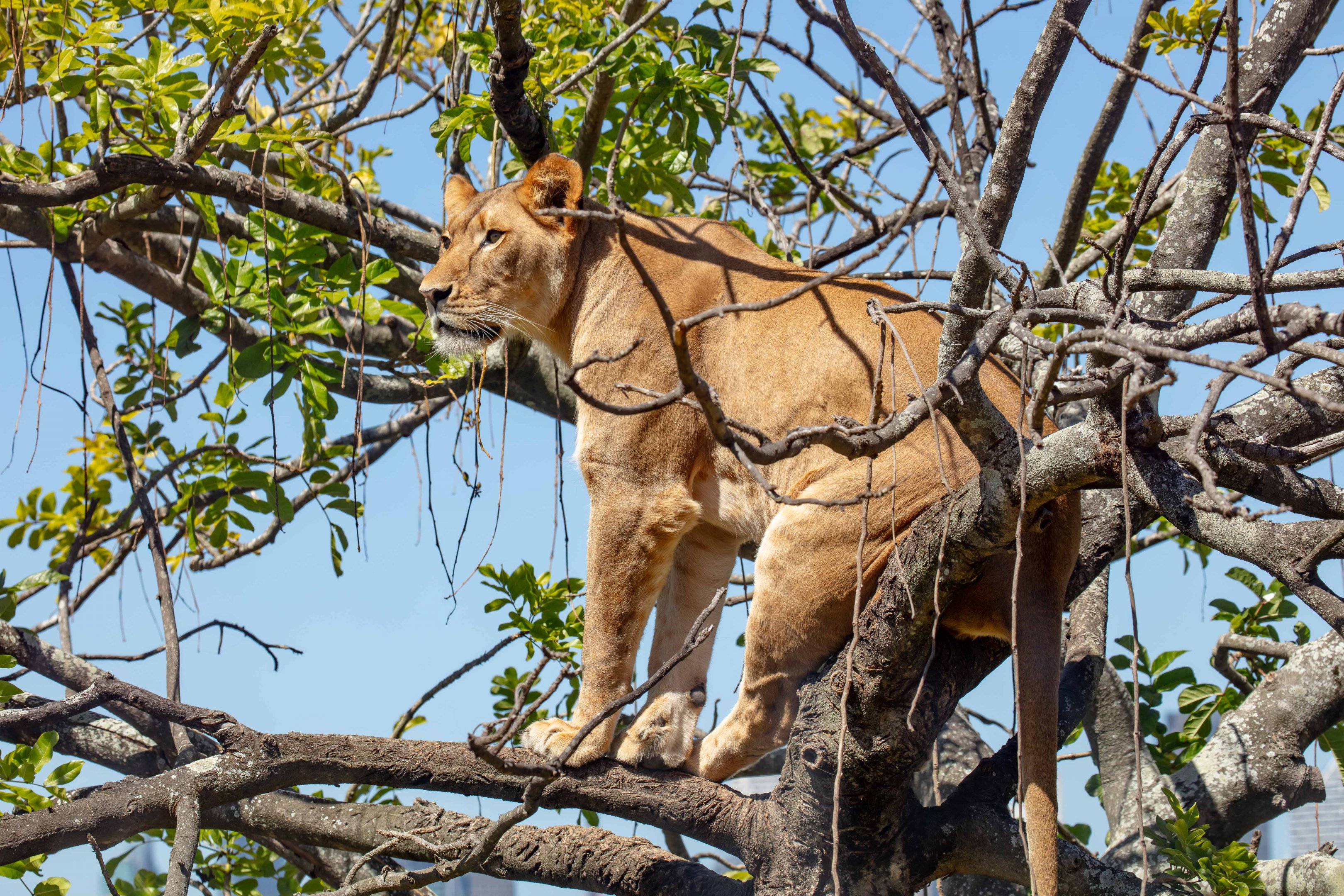 Lion in a tree