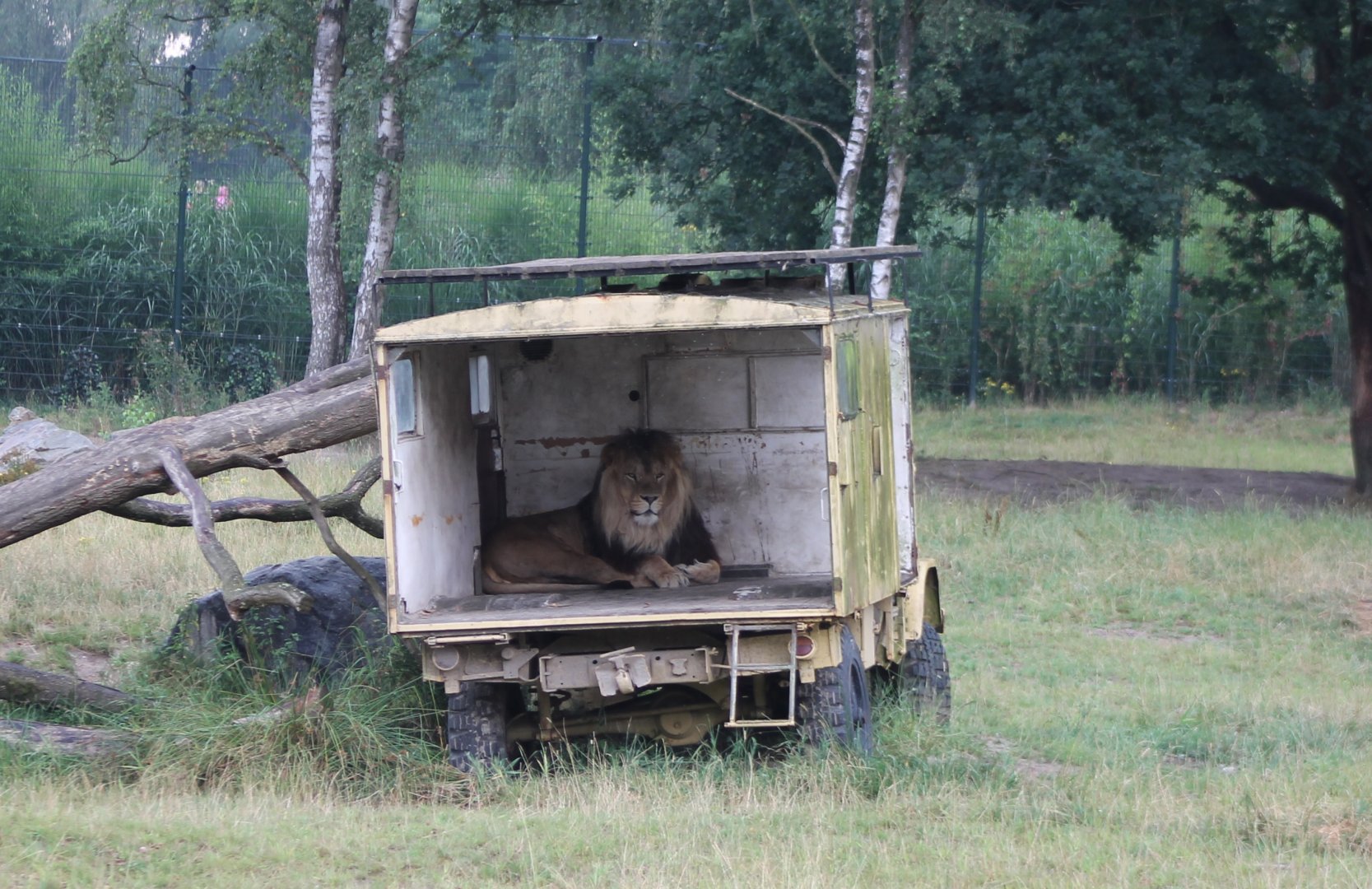 Lion in car