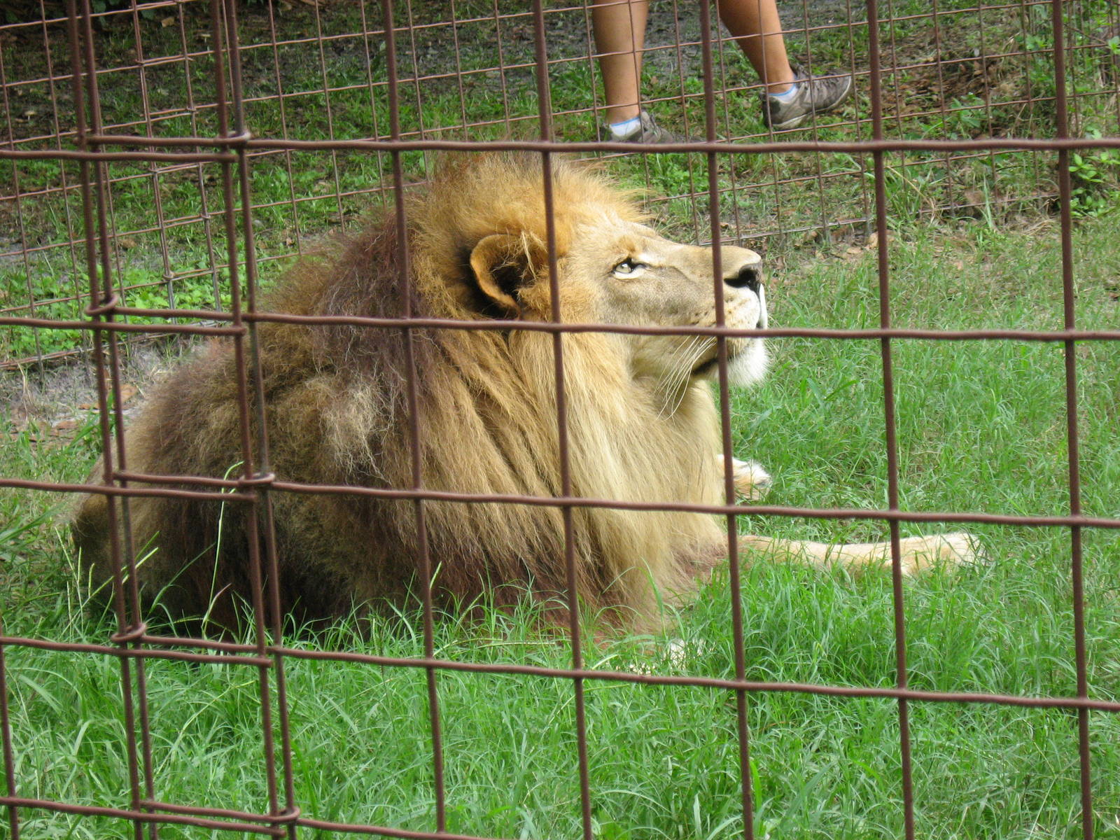 Lion in exhibit with white tiger