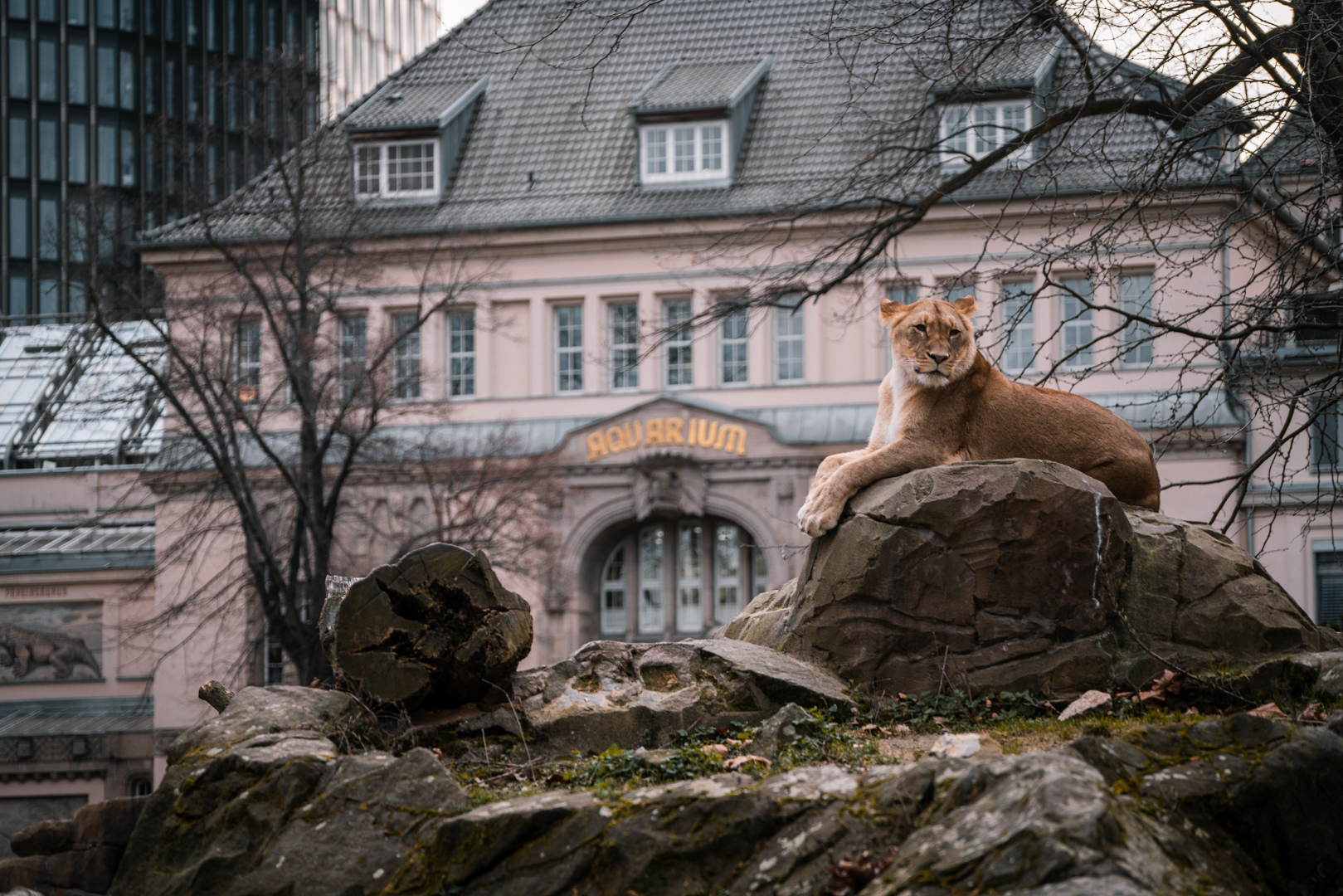 Lion in front of  the Aquarium