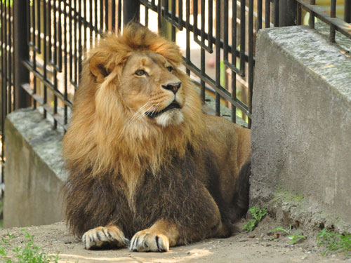 Lion in Kishinev Zoo