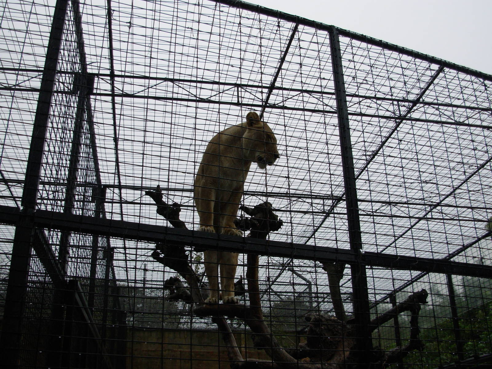 Lion in old-fashioned cage - Adelaide Zoo