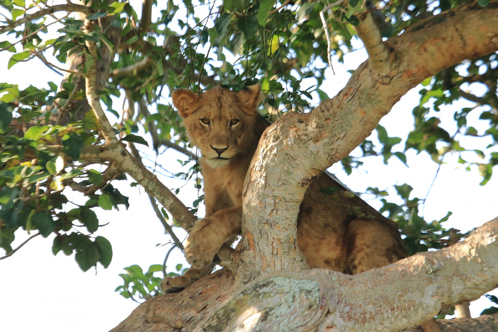 Lion in the tree  (January 2020)