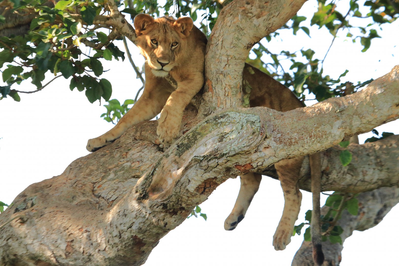 Lion in the tree  (January 2020)