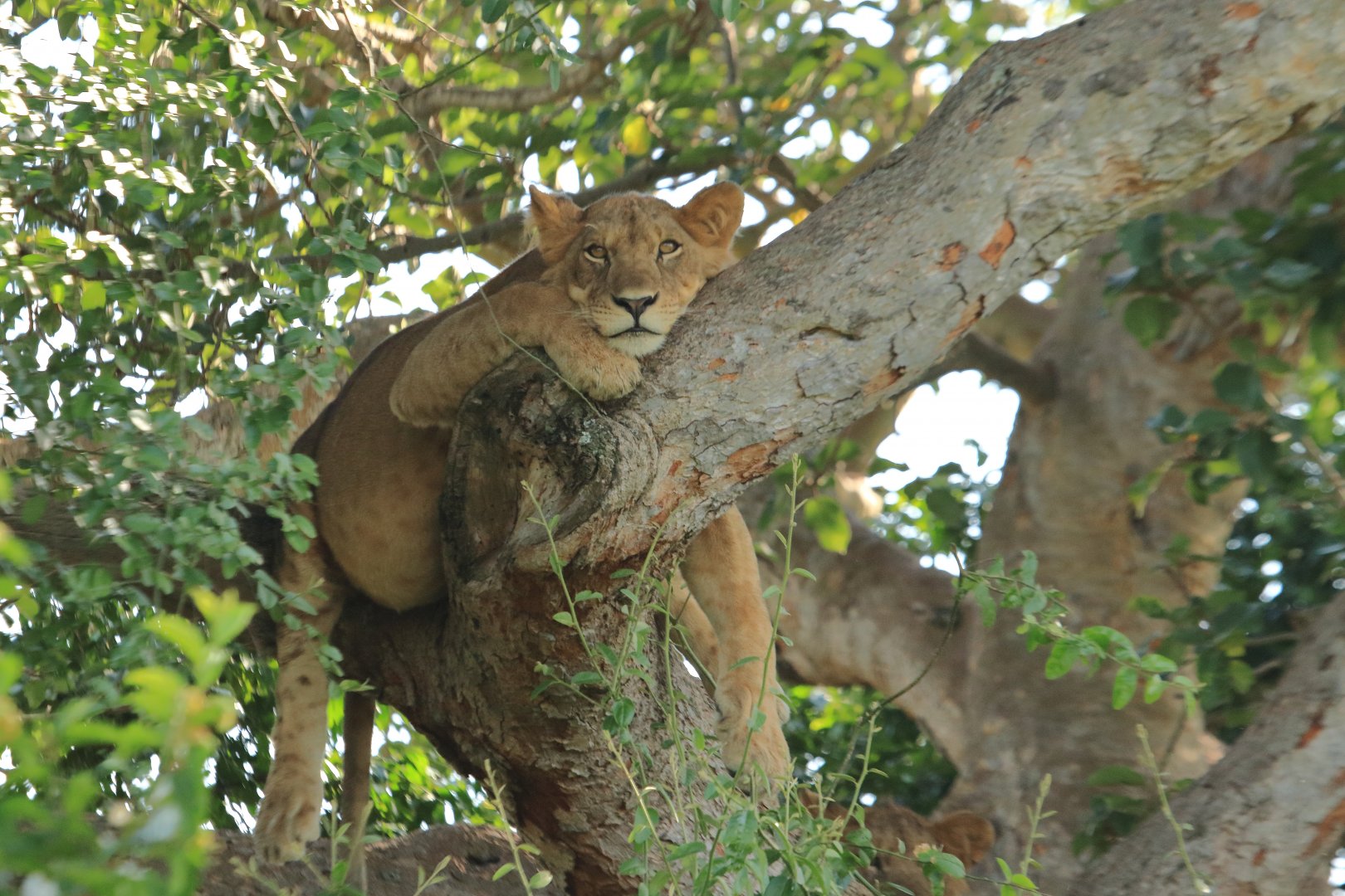 Lion in the tree  (January 2020)
