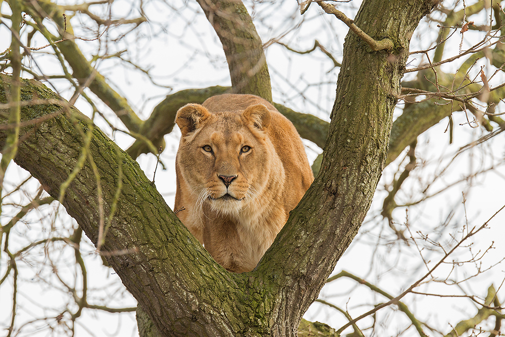 Lion in the Tree