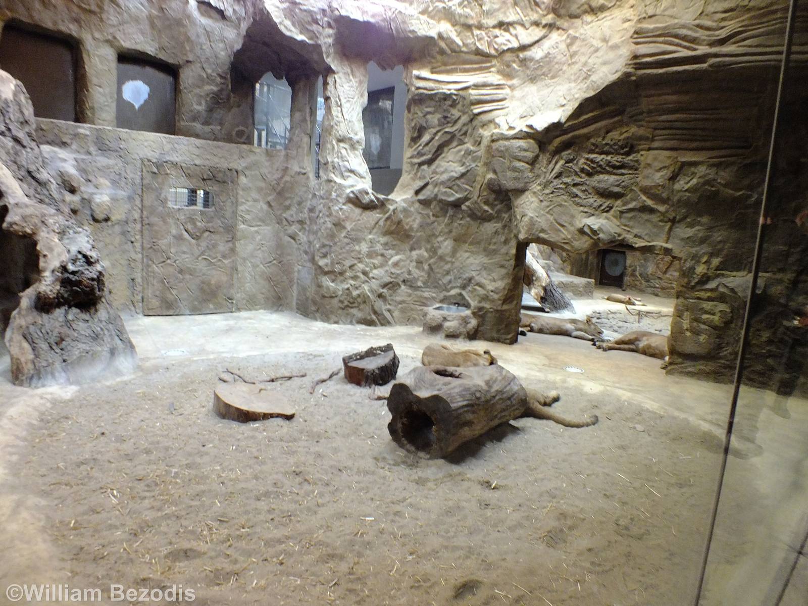 Lion Indoor Enclosure (part of)