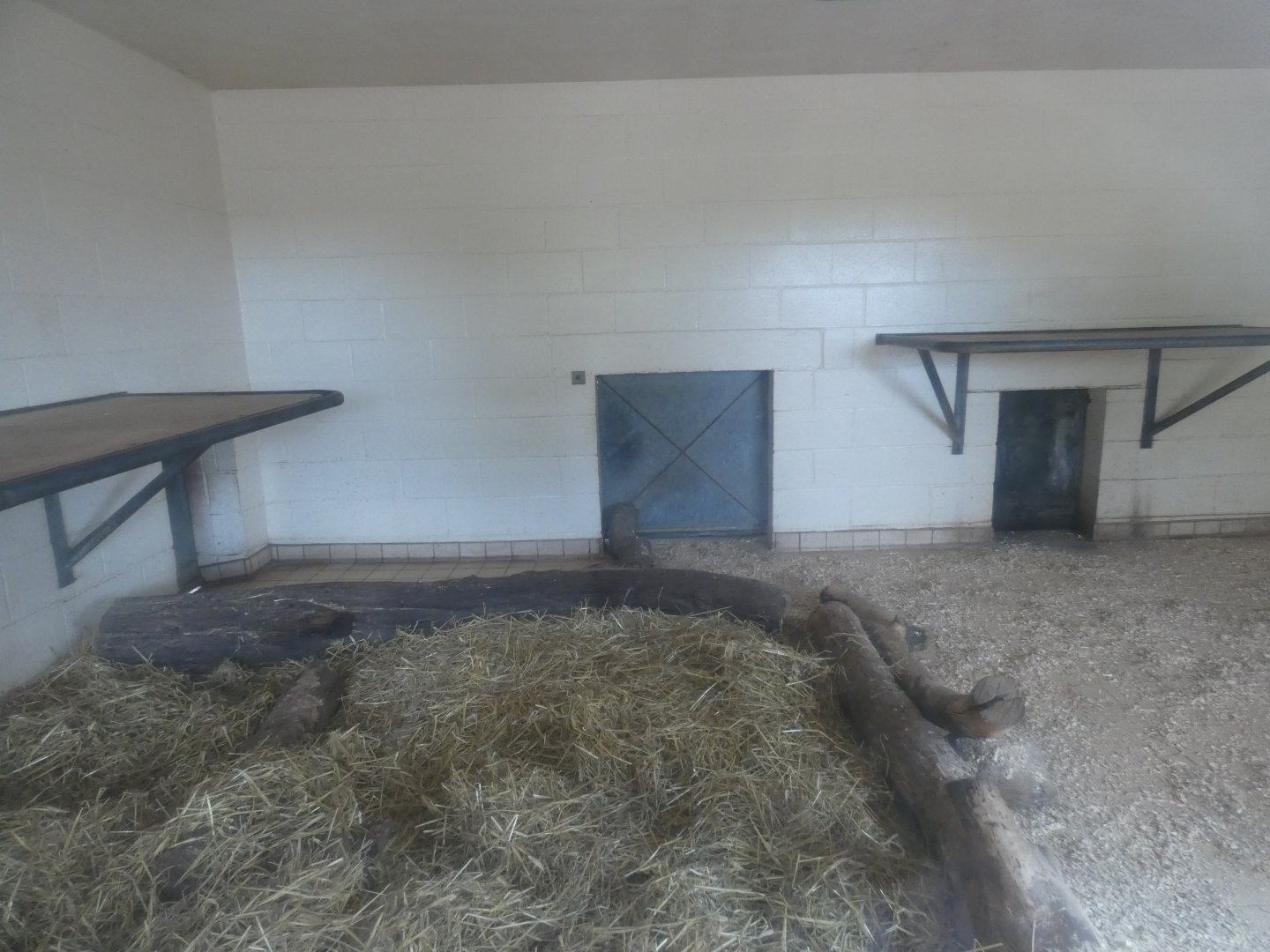 Lion indoor enclosure