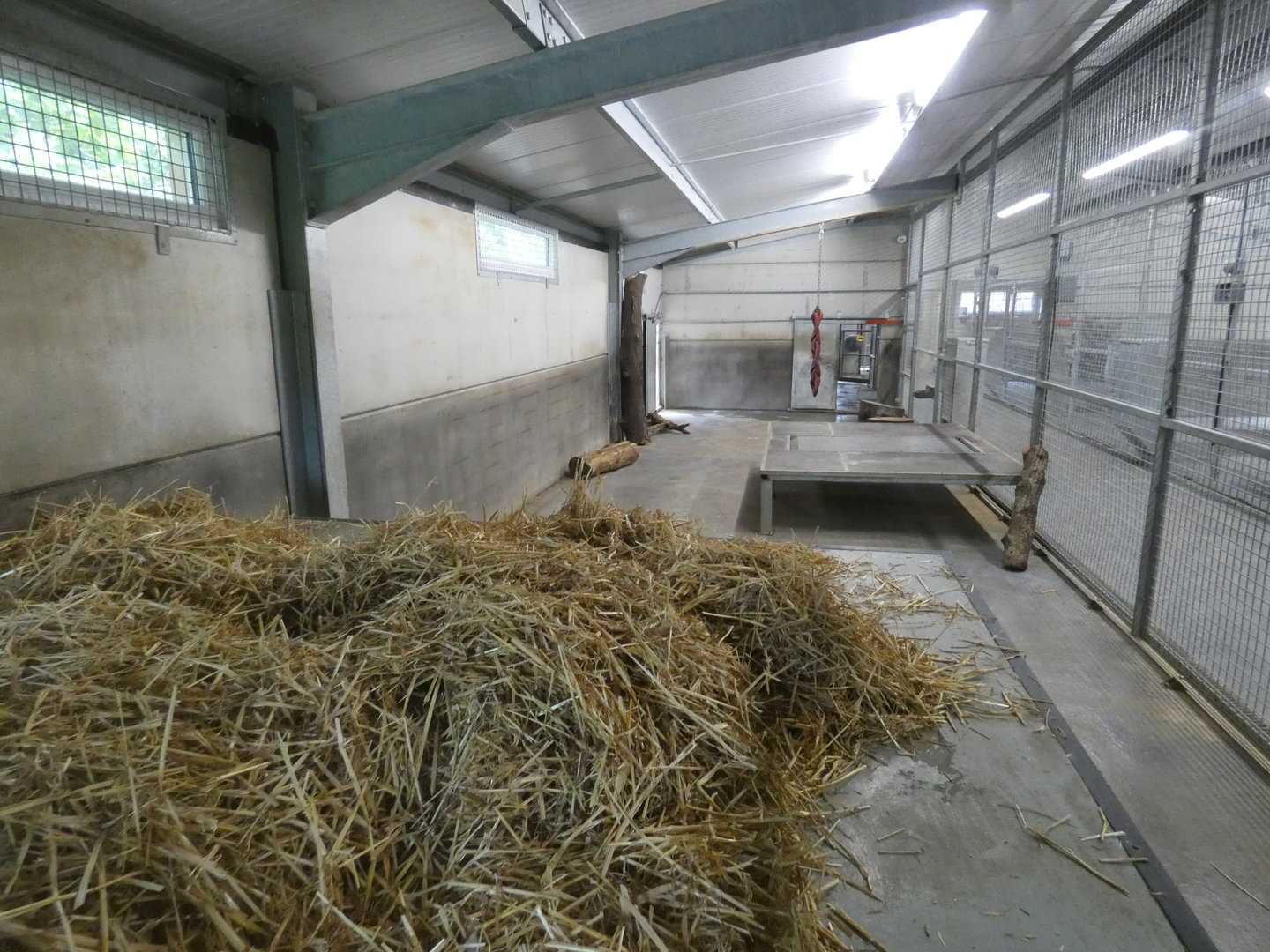 Lion indoor enclosure