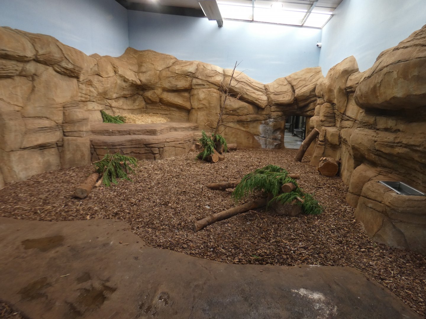 Lion indoor enclosure