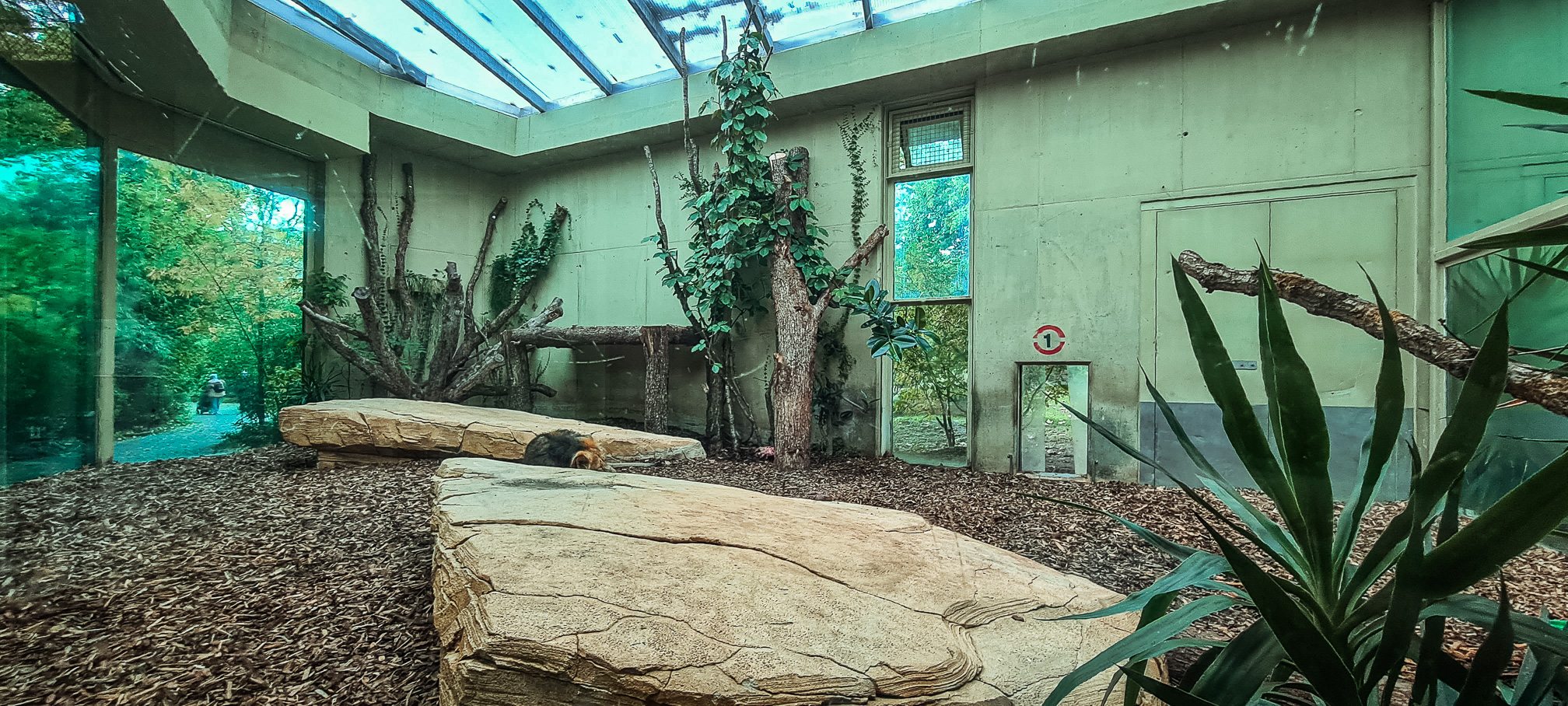Lion indoor enclosure
