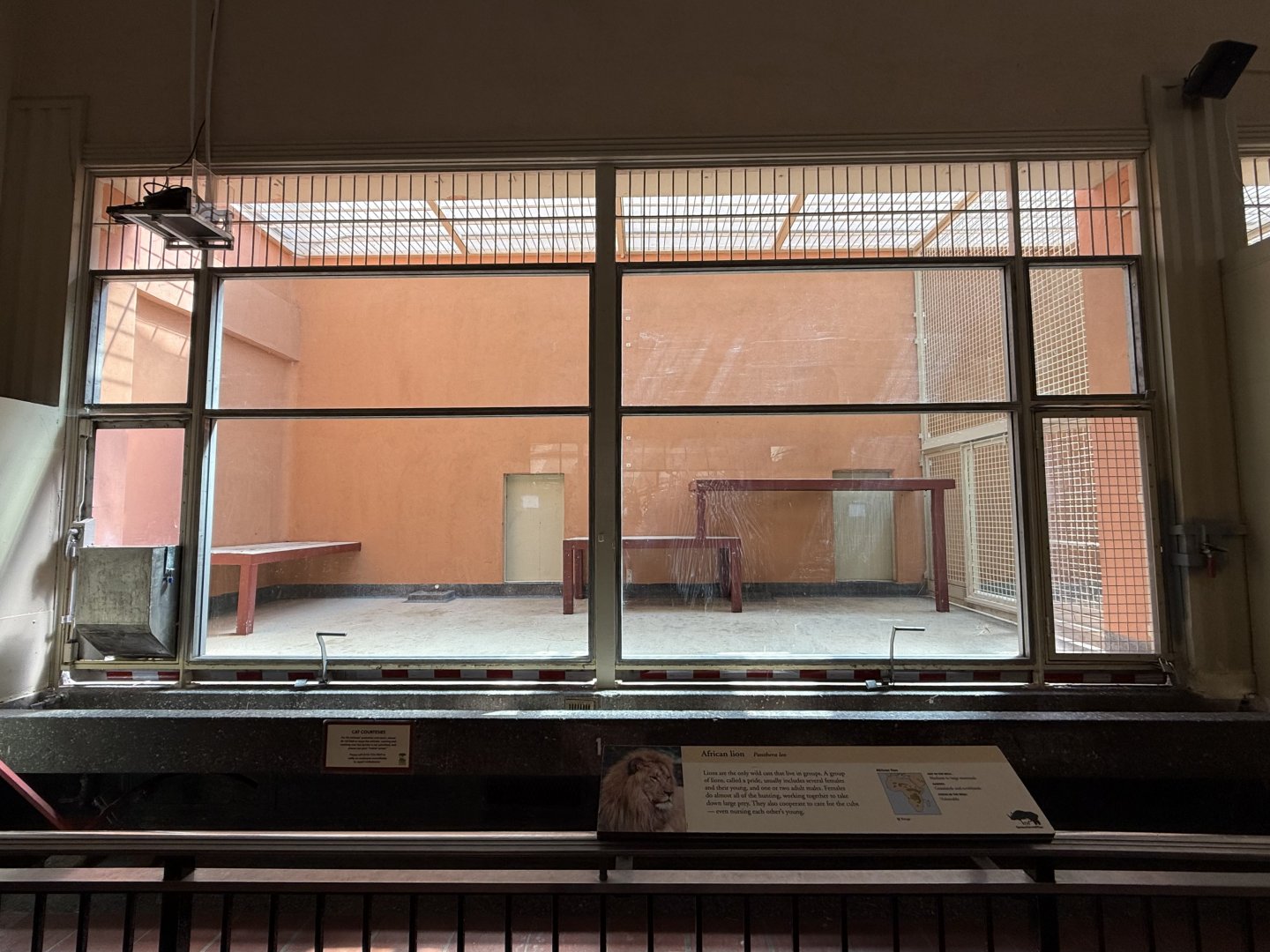 Lion indoor enclosure