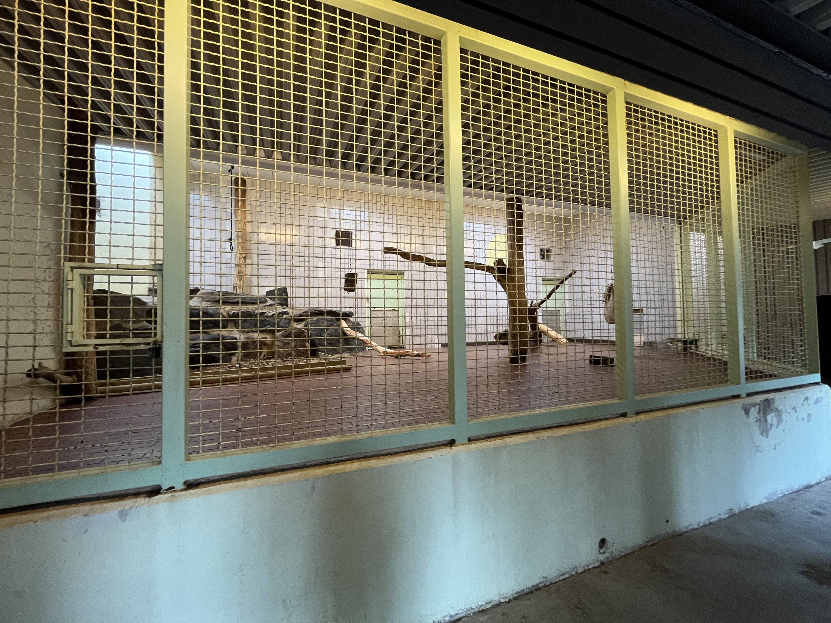 Lion Indoor Exhibit (ZERO barriers)