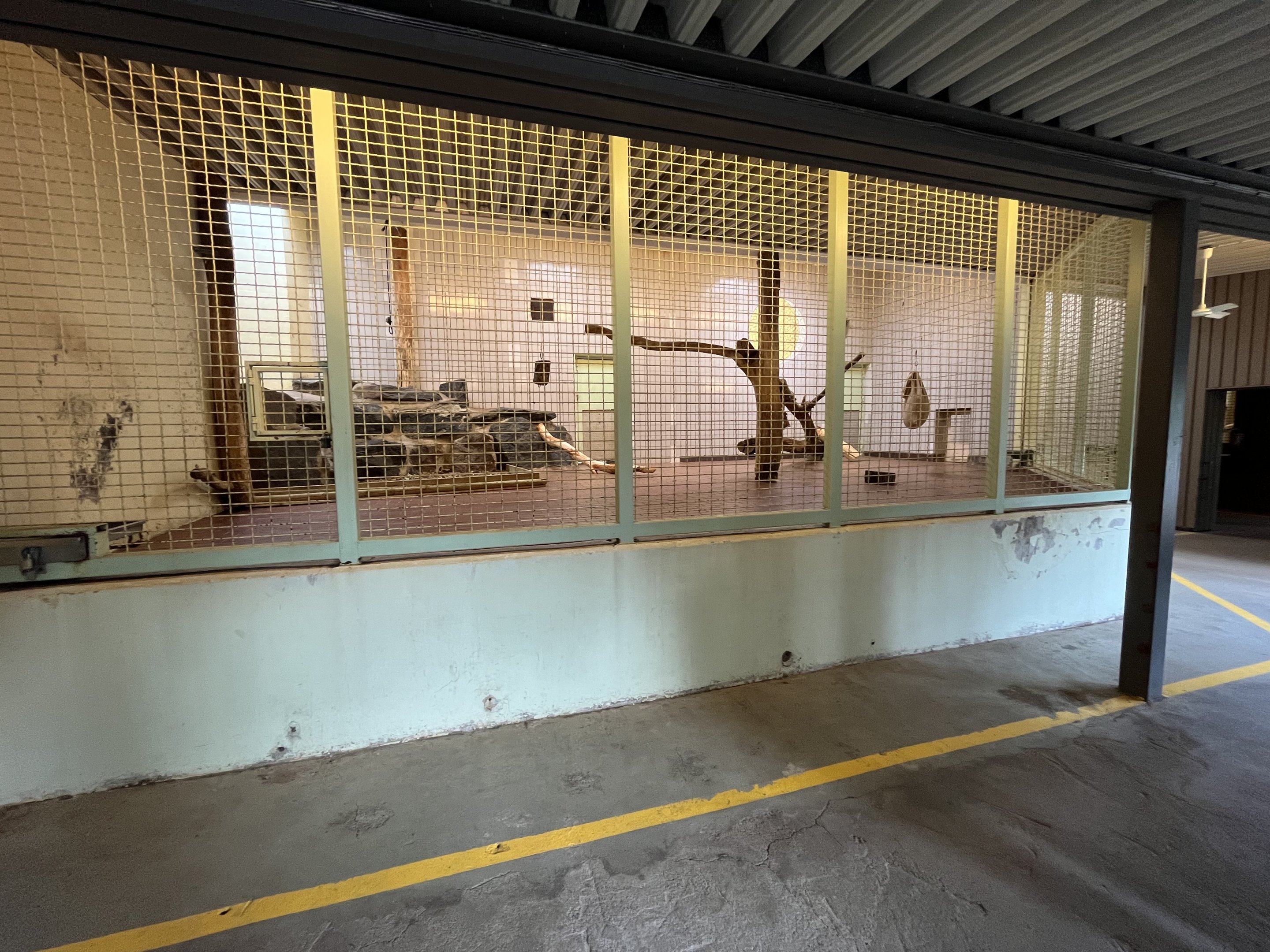 Lion Indoor Exhibit (ZERO barriers)