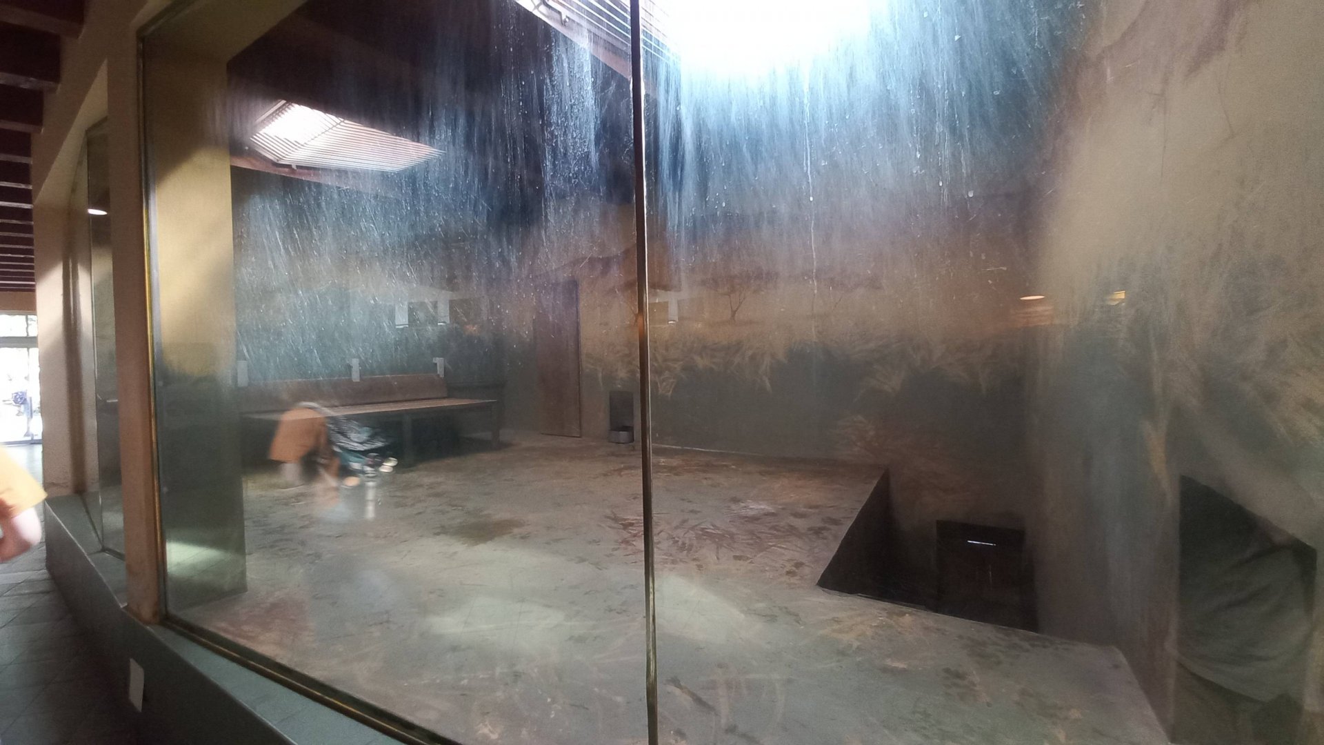 Lion - indoor exhibit