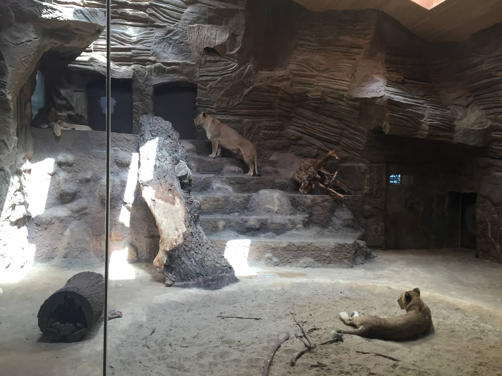 Lion indoor - Zoo Gdansk 20.07.16.