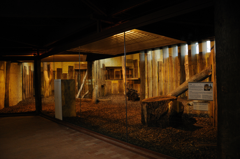 Lion indoors at Allwetterzoo