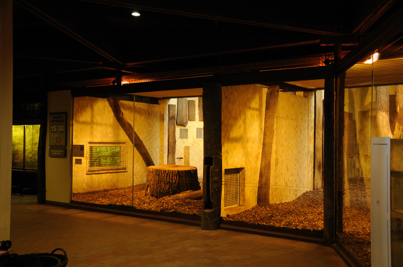 Lion indoors at Allwetterzoo