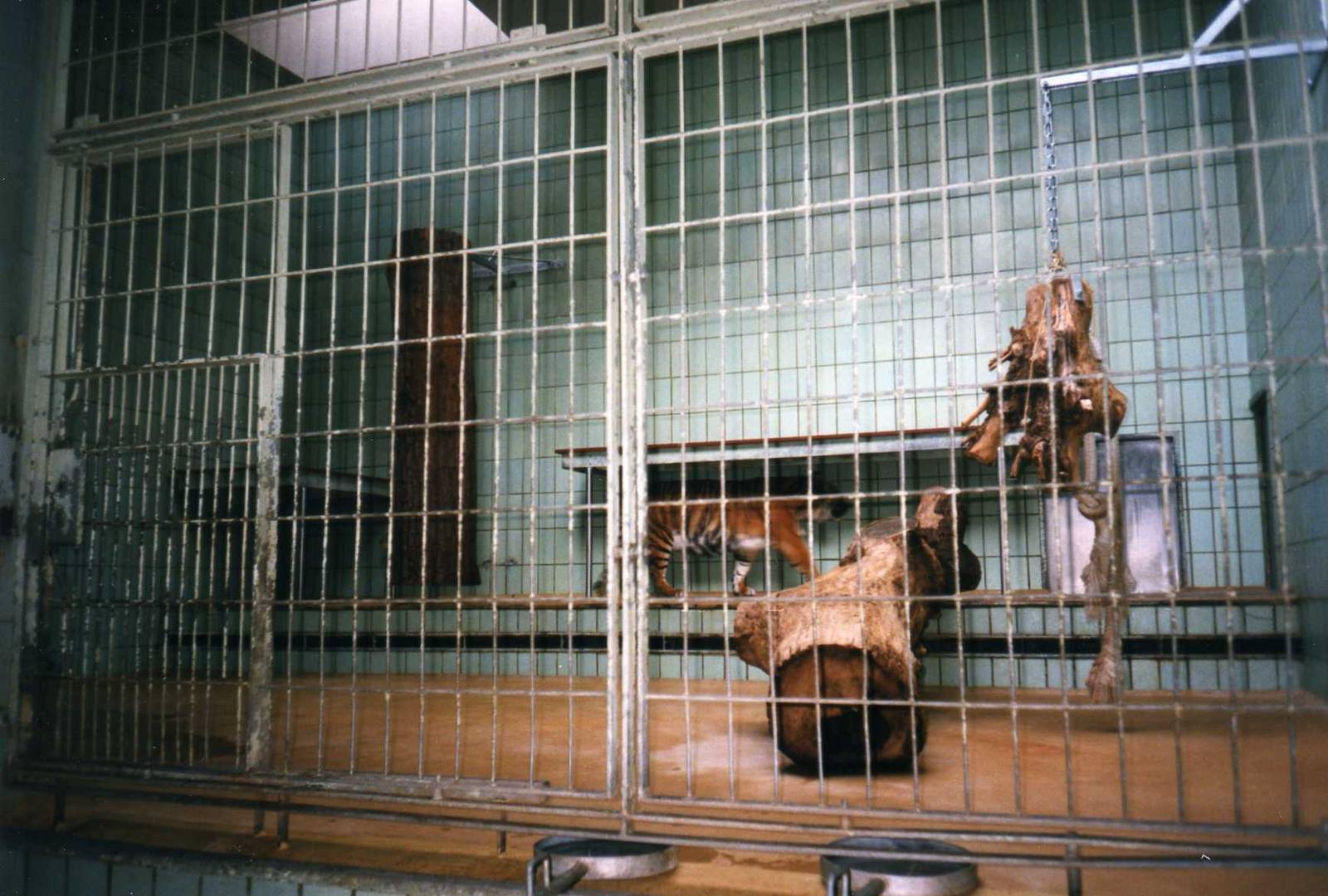 Lion Inside Cage