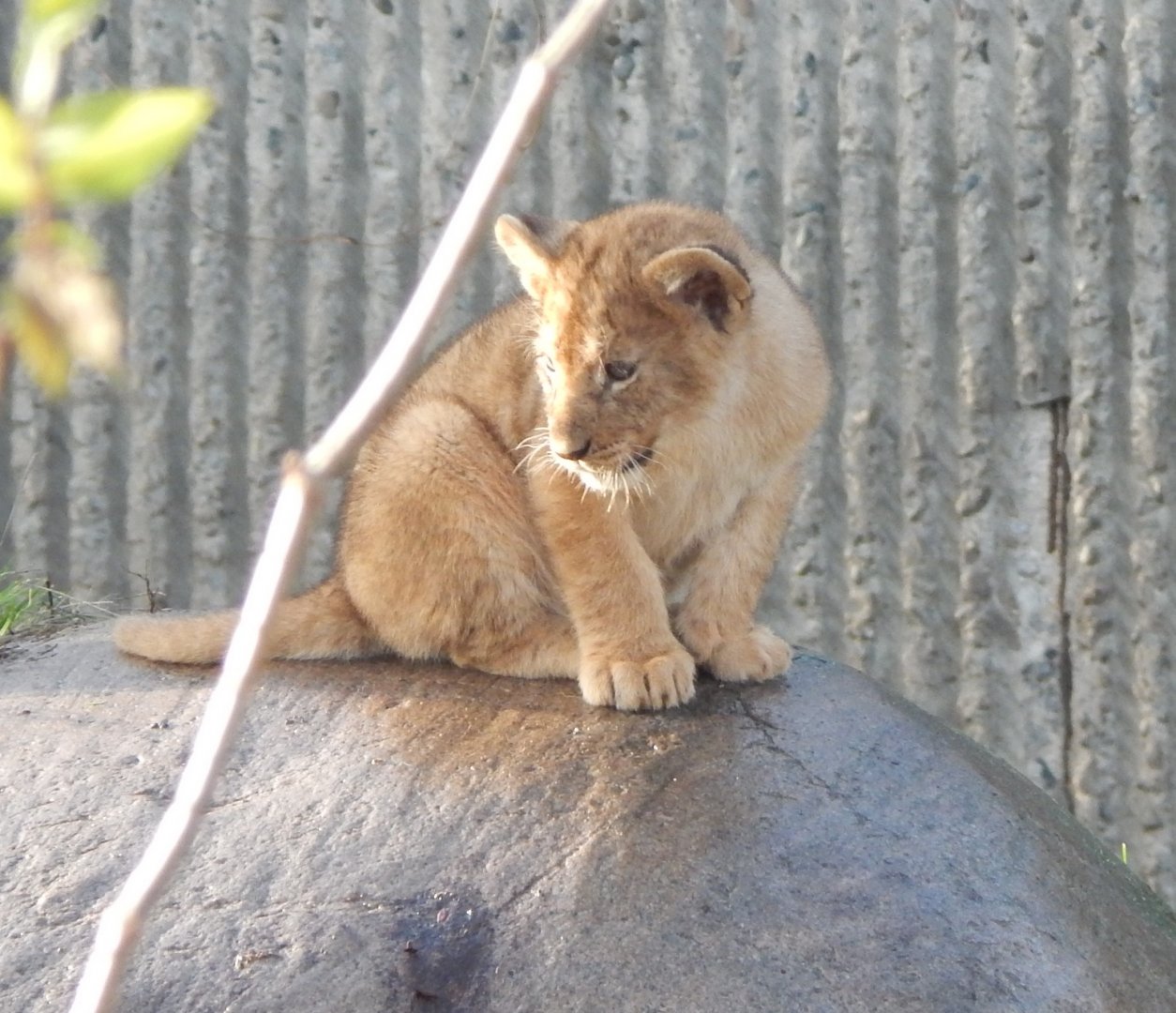 Lion juvenile 261124