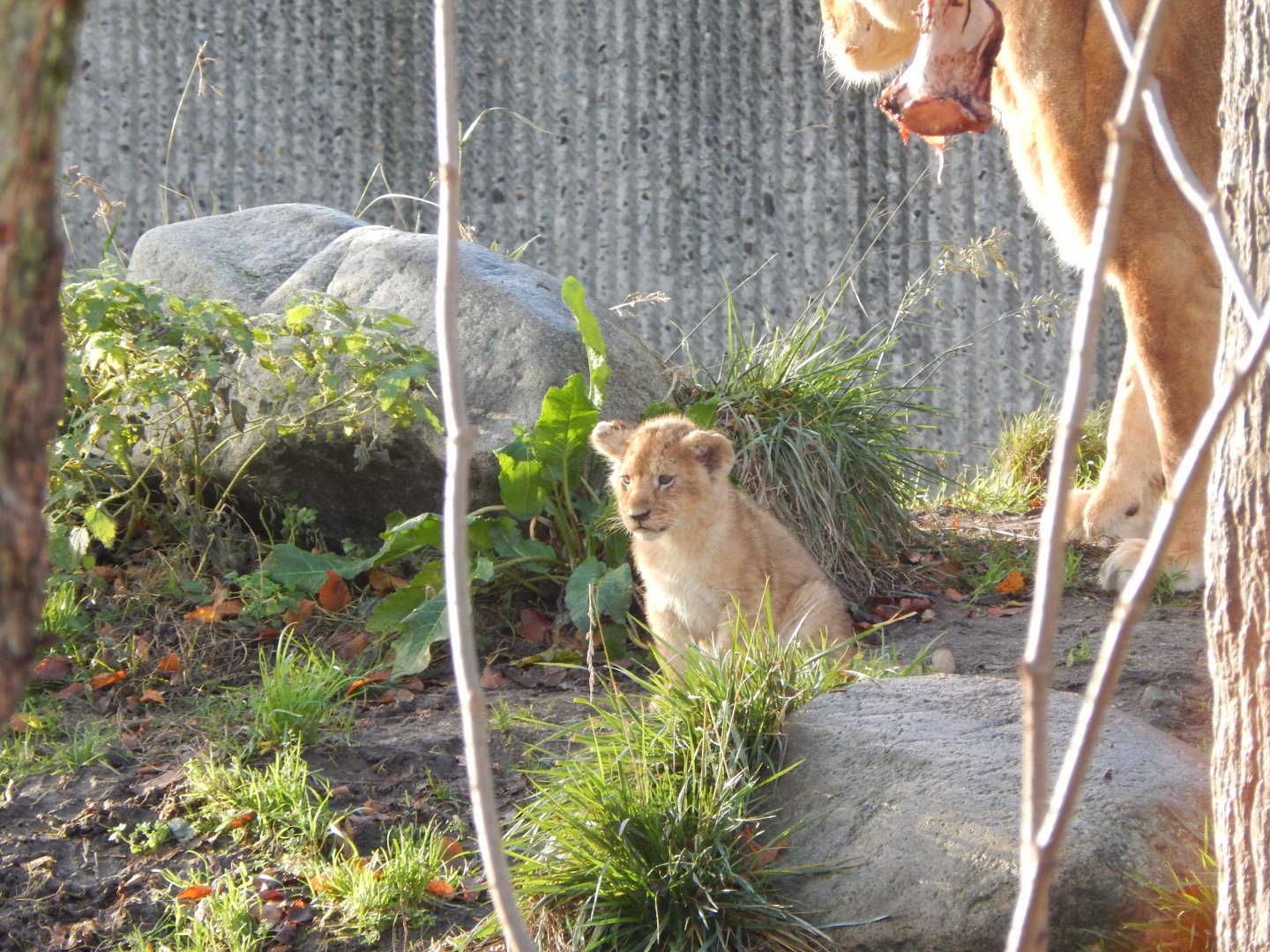 Lion juvenile 261124
