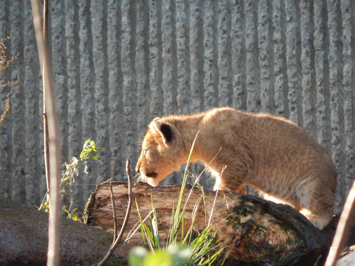 Lion juvenile 261124