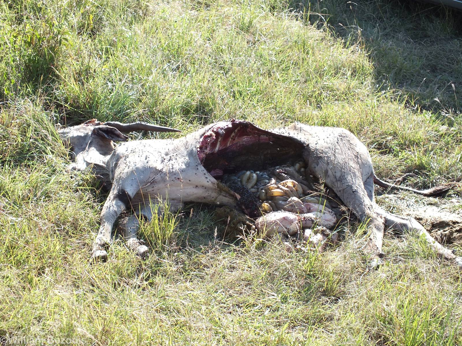 Lion Kill - Nairobi National Park