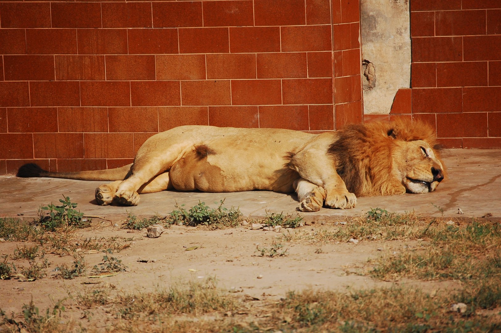 Lion - Lahore zoo 17/11/2019