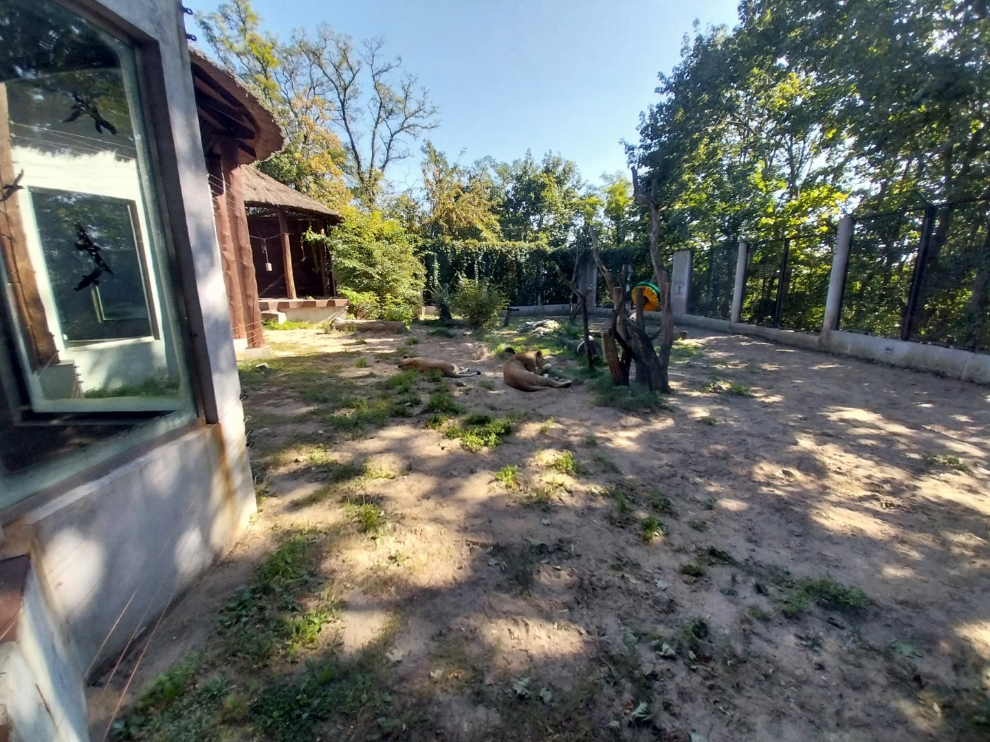 Lion-Leopard House - Lion (Panthera leo)