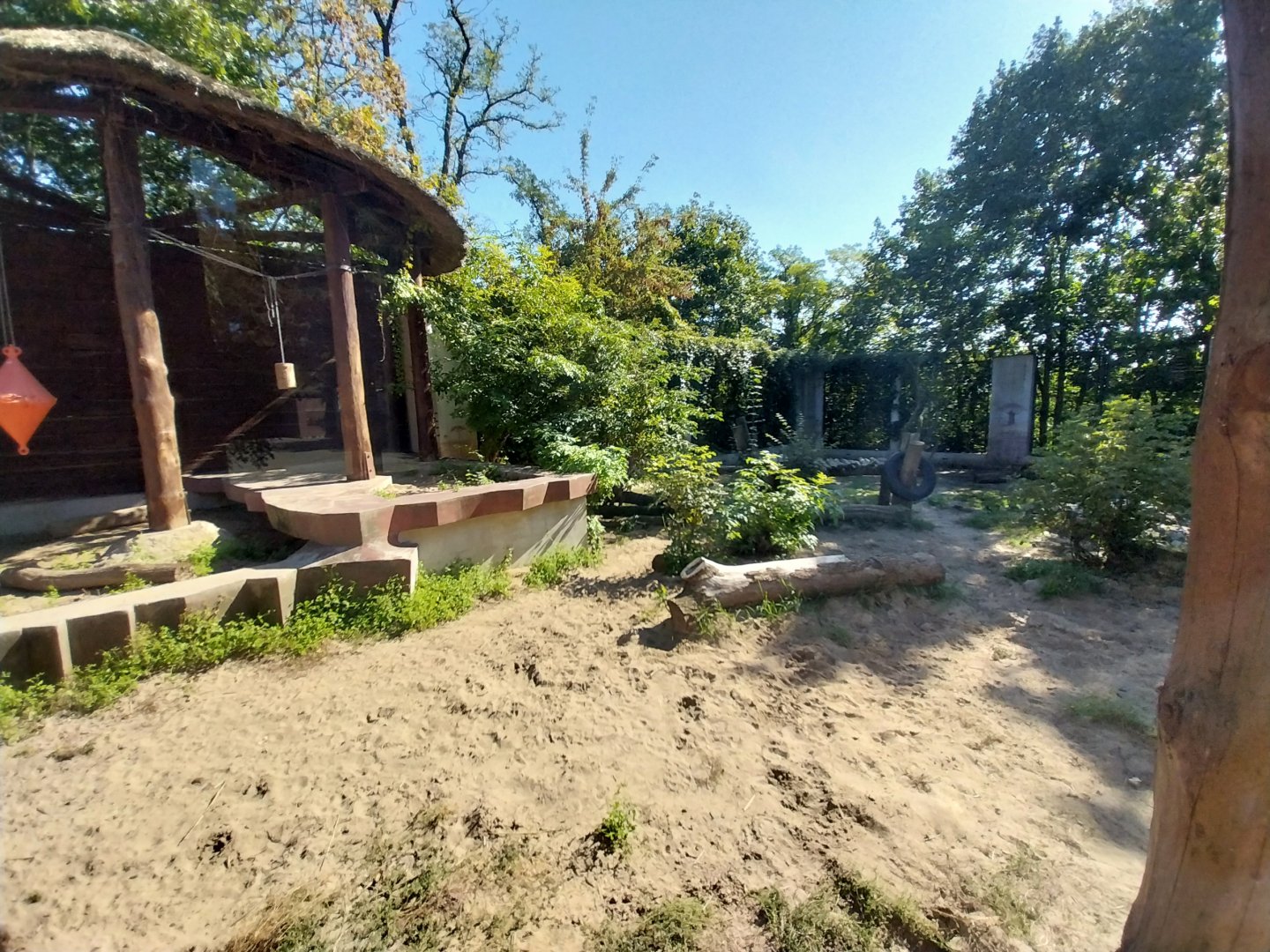 Lion-Leopard House - Lion (Panthera leo)