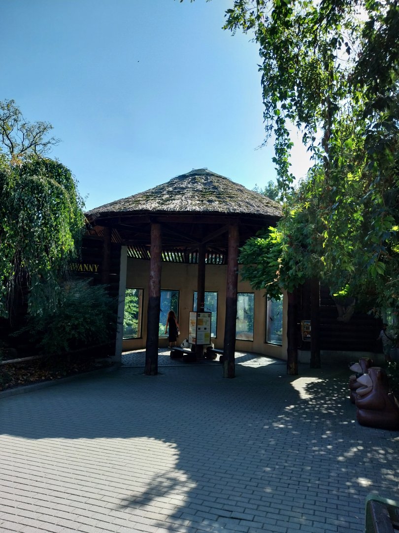 Lion-Leopard House - Lion (Panthera leo)