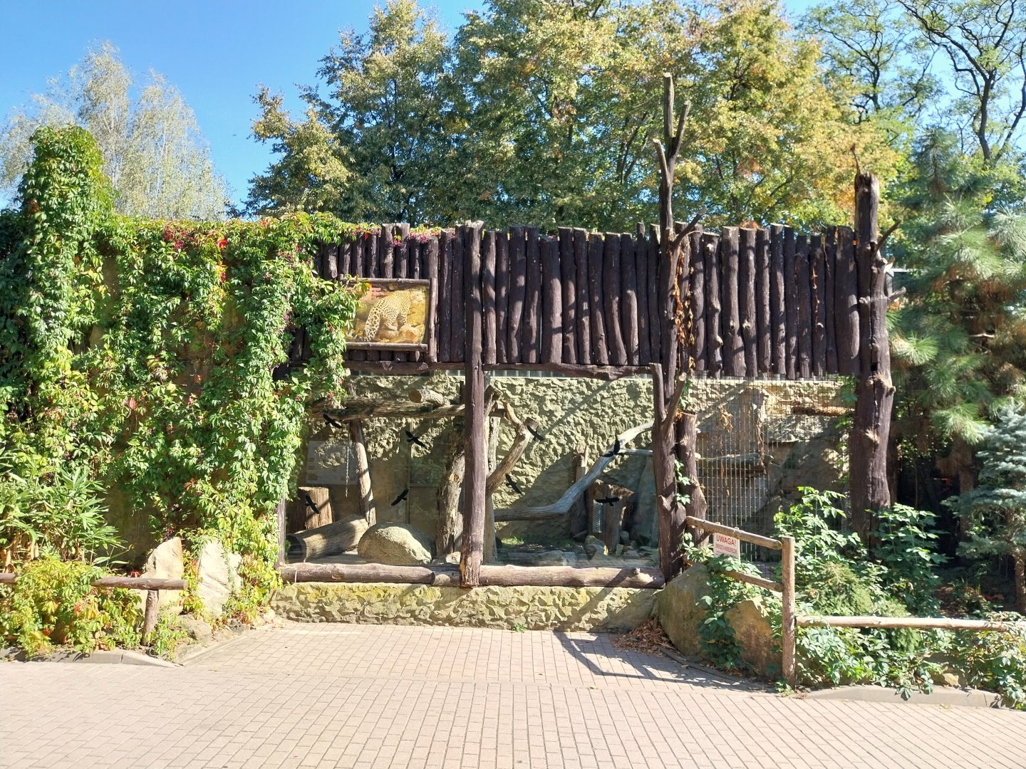 Lion-Leopard House - Persian leopard enclosure 1 (Panthera pardus tulliana)